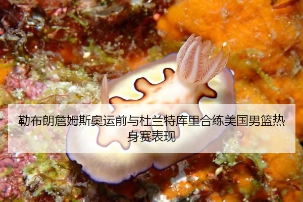 lei-bu-lang-zhan-mu-si-ao-yun-qian-yu-du-lan-te-ku-li-he-lian-mei-guo-nan-lan-re-shen-sai-biao-xian-2-361.jpg